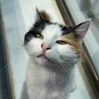 Tekir Kedi, Kedi  Pamuk fotoğrafı