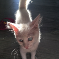 Van Kedisi, Kedi  Melisa fotoğrafı