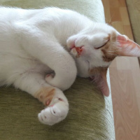 Tekir Kedi, Kedi  Peynir fotoğrafı