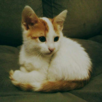Tekir Kedi, Kedi  Peynir fotoğrafı