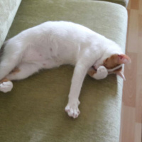 Tekir Kedi, Kedi  Peynir fotoğrafı