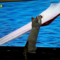 Tekir Kedi, Kedi  Peynir fotoğrafı