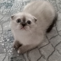 Scottish Fold, Kedi  Şanslı fotoğrafı
