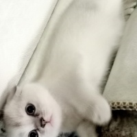 Scottish Fold, Kedi  Şanslı fotoğrafı