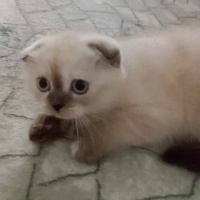 Scottish Fold, Kedi  Şanslı fotoğrafı