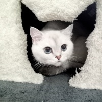 Scottish Fold, Kedi  Şanslı fotoğrafı