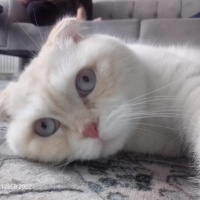 Scottish Fold, Kedi  Şanslı fotoğrafı