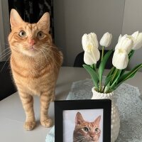 Sarman, Kedi  Tarçın fotoğrafı