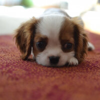 Cavalier King Charles Spanieli, Köpek  Hera ❤️ fotoğrafı