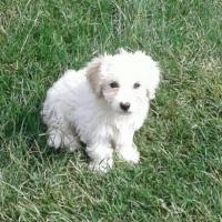 Maltese, Köpek  SÜPER KALİTE MALTESE TERRİER fotoğrafı