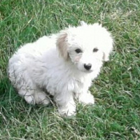 Maltese, Köpek  SÜPER KALİTE MALTESE TERRİER fotoğrafı
