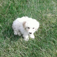Maltese, Köpek  SÜPER KALİTE MALTESE TERRİER fotoğrafı
