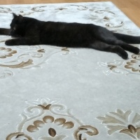 British Shorthair, Kedi  Gece fotoğrafı