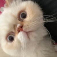 Exotic Shorthair, Kedi  Oxy fotoğrafı