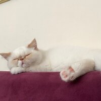 Exotic Shorthair, Kedi  Oxy fotoğrafı