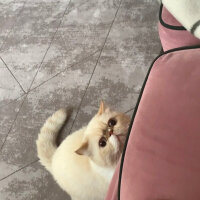 Exotic Shorthair, Kedi  Oxy fotoğrafı