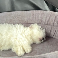Maltese, Köpek  Teddy fotoğrafı