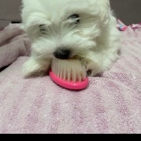 Maltese, Köpek  Teddy fotoğrafı