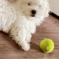 Maltese, Köpek  Teddy fotoğrafı