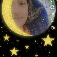Tekir Kedi, Kedi  Ponçik fotoğrafı