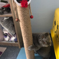 Scottish Fold, Kedi  Lola fotoğrafı