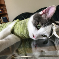 Tekir Kedi, Kedi  Fındık fotoğrafı