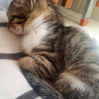 Tekir Kedi, Kedi  zeytin fotoğrafı
