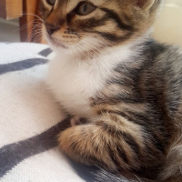 Tekir Kedi, Kedi  zeytin fotoğrafı