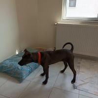 Labrador Retriever, Köpek  Ares fotoğrafı