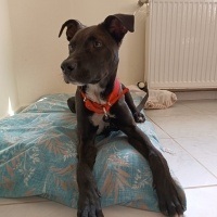 Labrador Retriever, Köpek  Ares fotoğrafı
