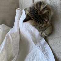 Norwegian Forest, Kedi  Badem-Thor fotoğrafı