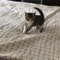 Tekir Kedi, Kedi  prens fotoğrafı