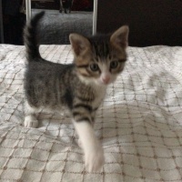 Tekir Kedi, Kedi  prens fotoğrafı
