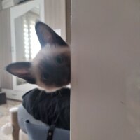 Siyam Kedisi, Kedi  Pixie fotoğrafı