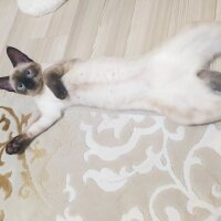 Siyam Kedisi, Kedi  Pixie fotoğrafı