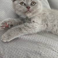 Scottish Fold, Kedi  Mia fotoğrafı