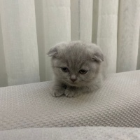 Scottish Fold, Kedi  Mia fotoğrafı