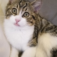 Tekir Kedi, Kedi  Rosa fotoğrafı