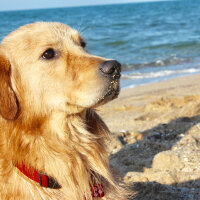 Golden Retriever, Köpek  OSCAR fotoğrafı