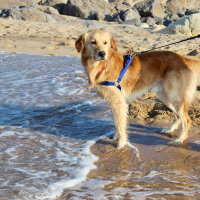 Golden Retriever, Köpek  OSCAR fotoğrafı