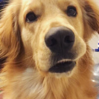 Golden Retriever, Köpek  OSCAR fotoğrafı