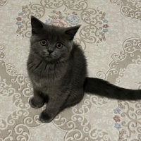 British Shorthair, Kedi  Prenses fotoğrafı