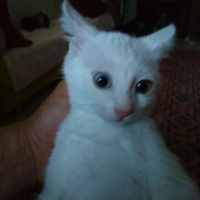 Van Kedisi, Kedi  Miya fotoğrafı