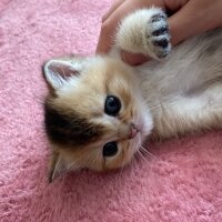 British Shorthair, Kedi  Darwin fotoğrafı