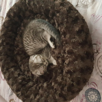 Scottish Fold, Kedi  Sherlock fotoğrafı