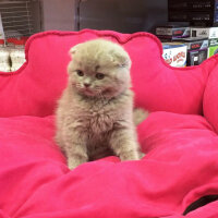 Scottish Fold, Kedi  Gofret fotoğrafı