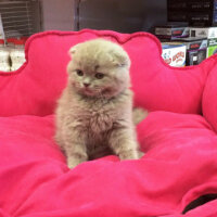 Scottish Fold, Kedi  Gofret fotoğrafı