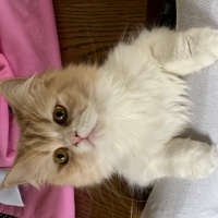 Chinchilla, Kedi  Köpük fotoğrafı
