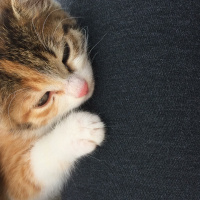 Tekir Kedi, Kedi  Gece fotoğrafı