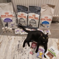 Tekir Kedi, Kedi  Çiko fotoğrafı